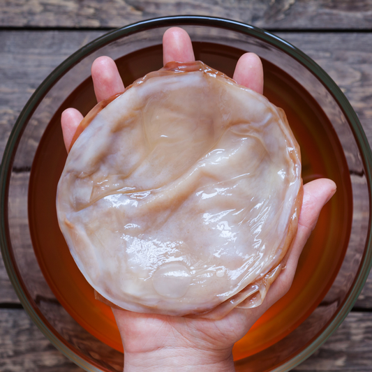 A hand holding a fresh, live All About Kombucha SCOBY — the essential probiotic culture used to ferment sweet tea into tangy, gut-friendly kombucha.
