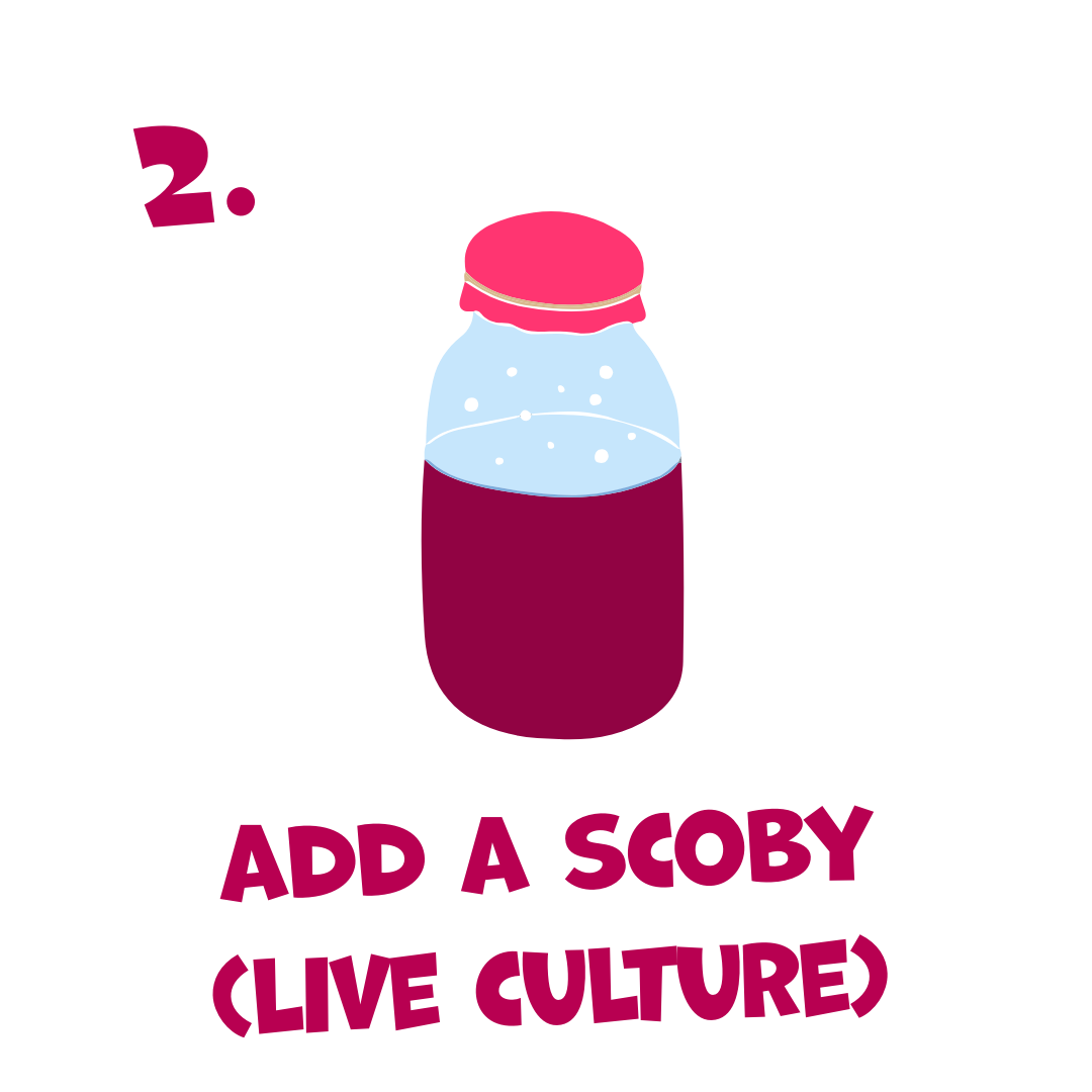 Illustration of a jar with a pink lid and text 'Add a SCOBY (live culture)' on a white background